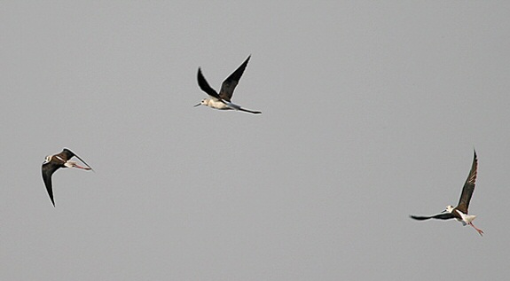Black-winged Stilt