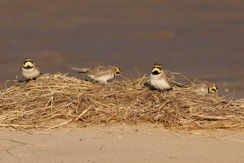 Shorelark