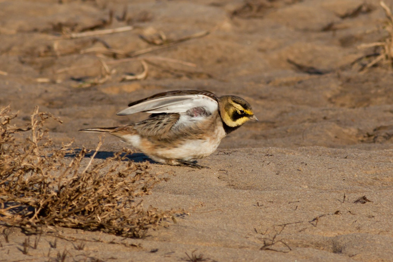 Shorelark