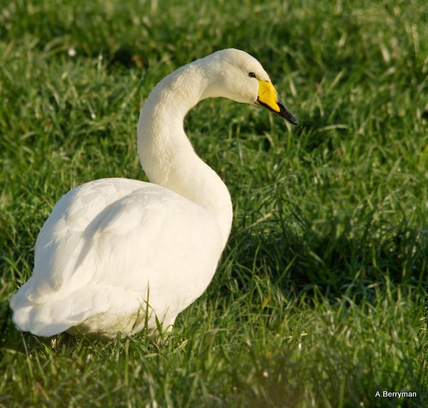 Whooper Swan