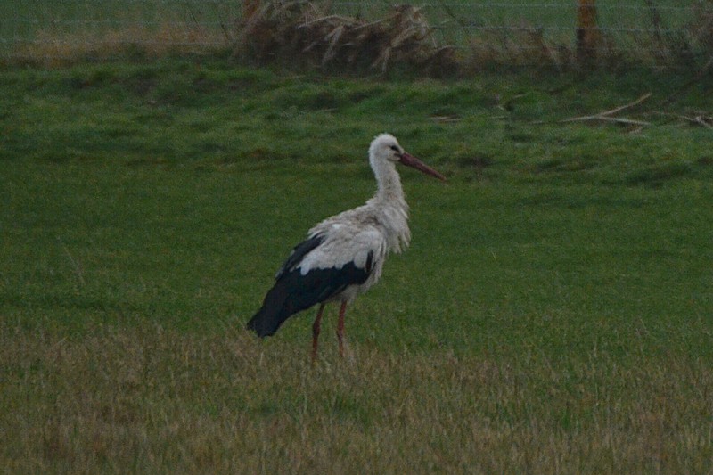 White Stork