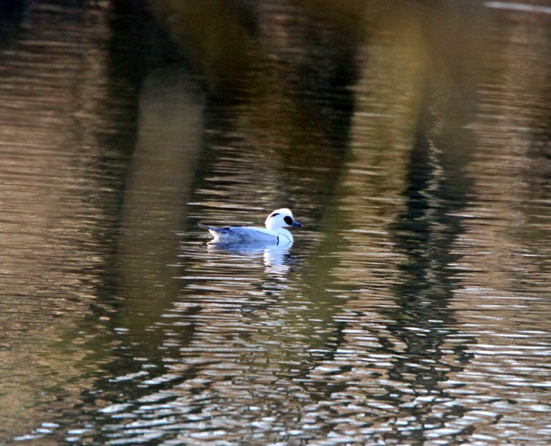 Smew