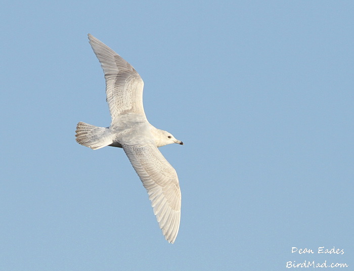 Iceland Gull