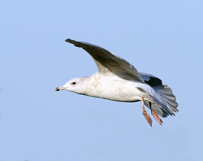 Iceland Gull