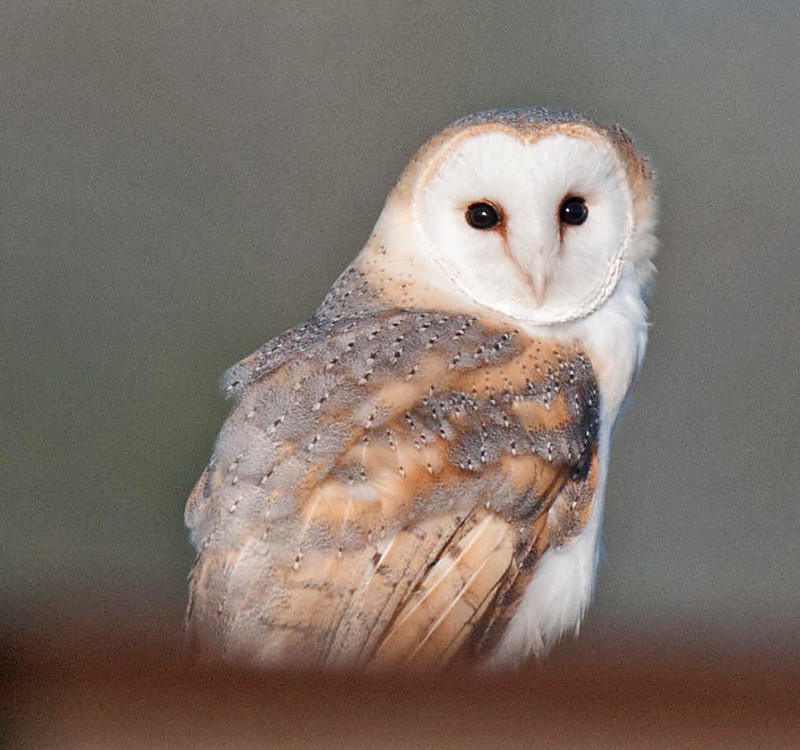 Barn Owl