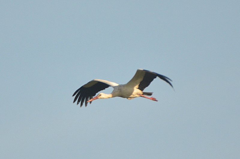 White Stork