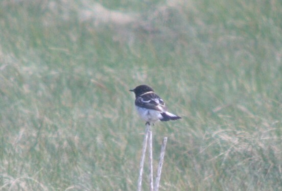 Caspian Stonechat