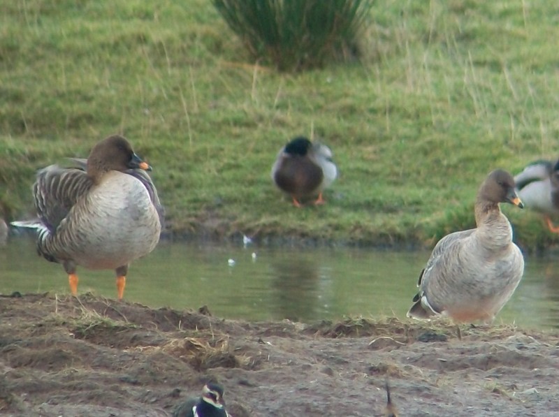 Tundra Bean Goose