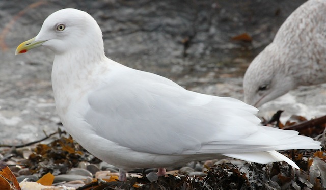 Iceland Gull
