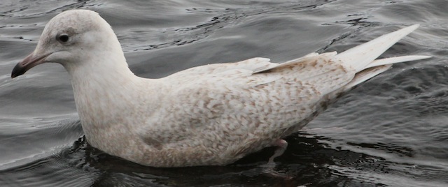 Iceland Gull