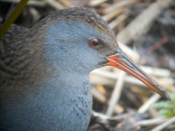 Water Rail