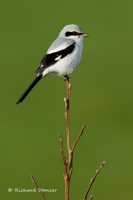 Great Grey Shrike