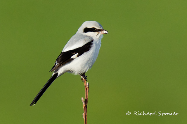 Great Grey Shrike