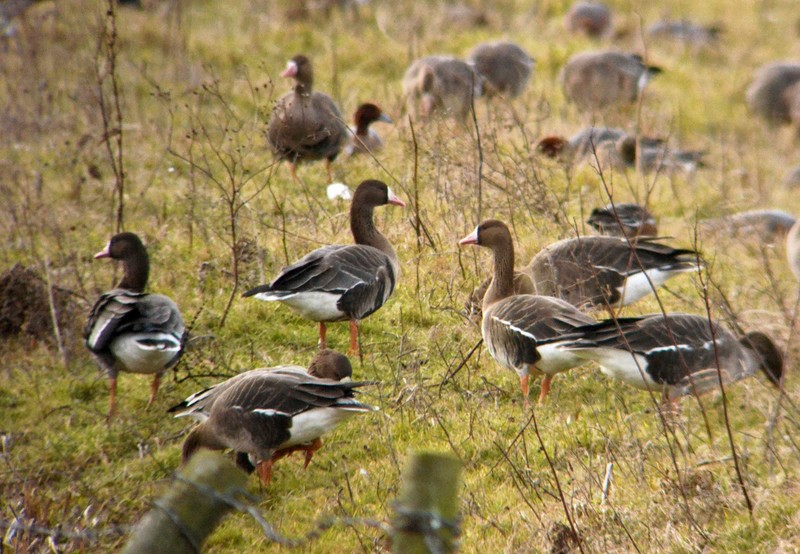 White-fronted Goose