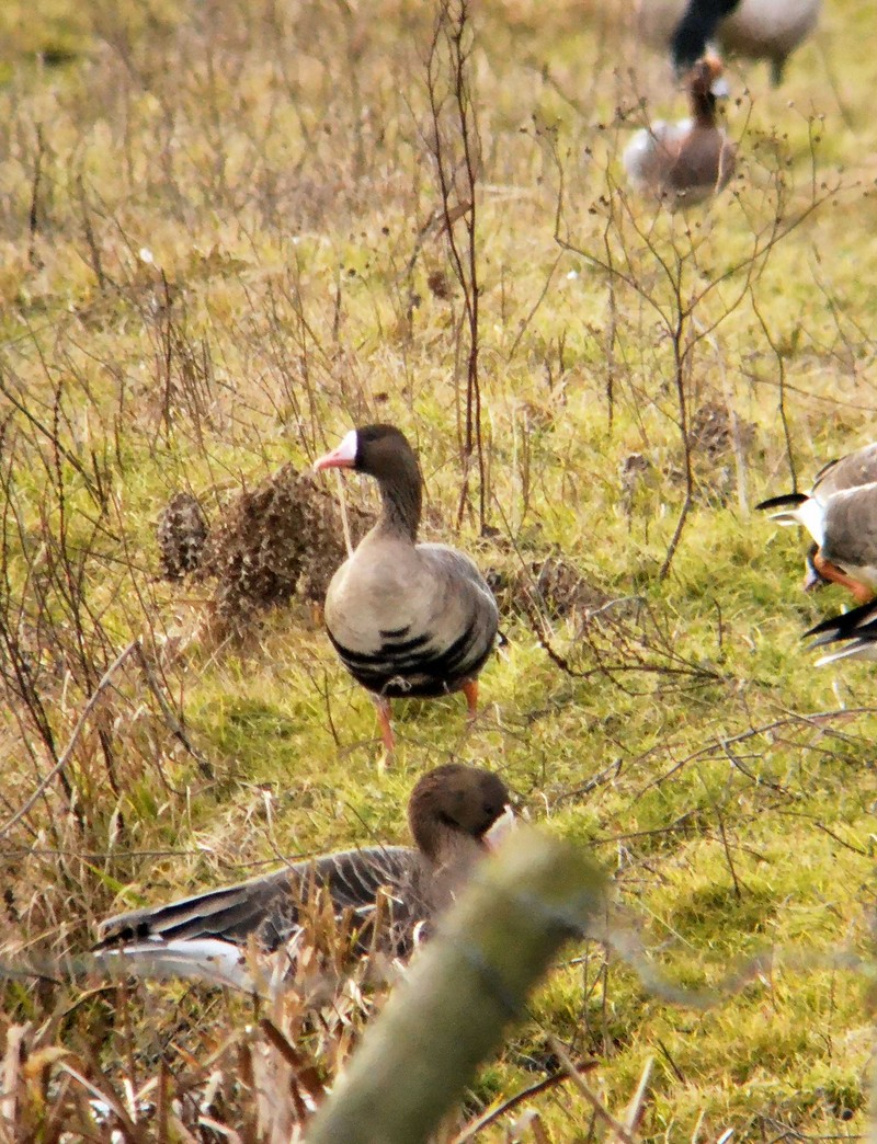 White-fronted Goose