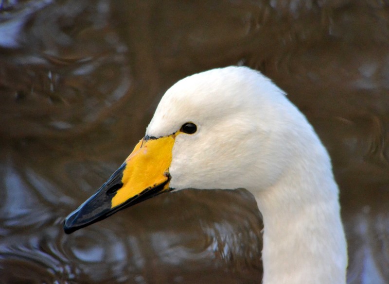 Whooper Swan
