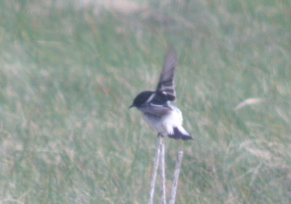 Caspian Stonechat