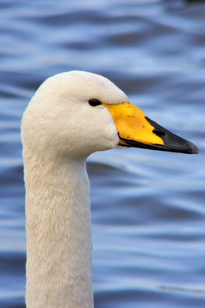 Whooper Swan