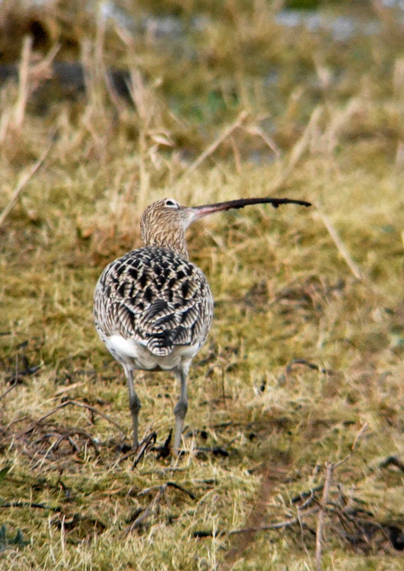 Curlew