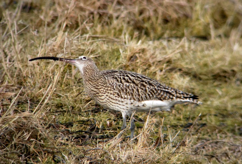 Curlew