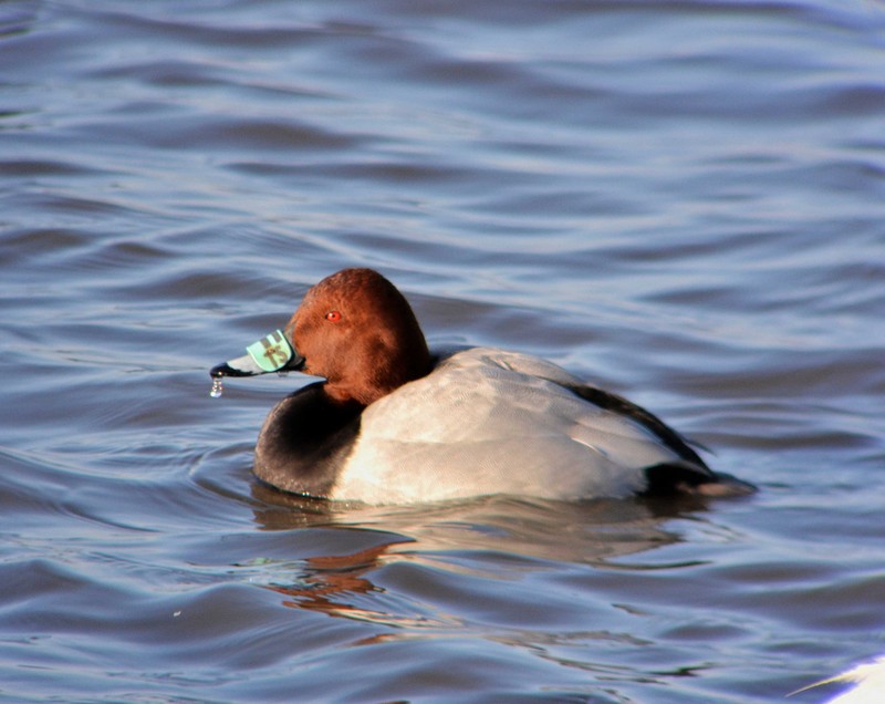 pochard