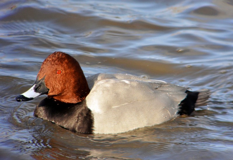 Pochard