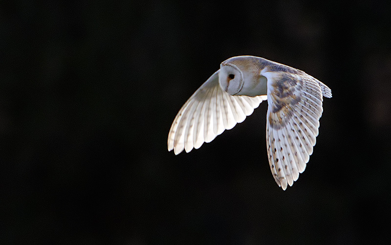Barn Owl