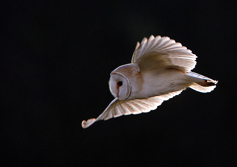 Barn Owl