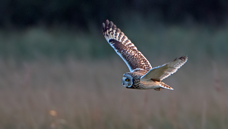 Short-eared Owl