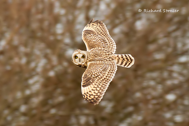 Short-eared Owl