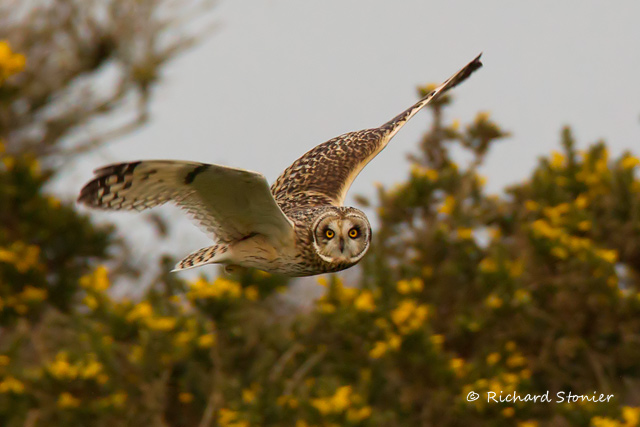Short-eared Owl