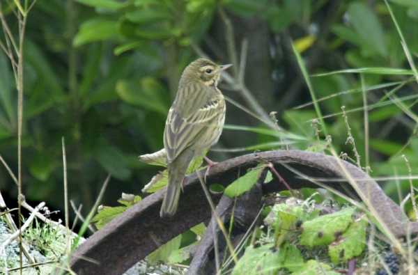 Olive-backed Pipit