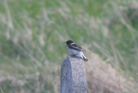 Caspian Stonechat