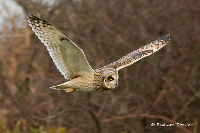 Short-eared Owl