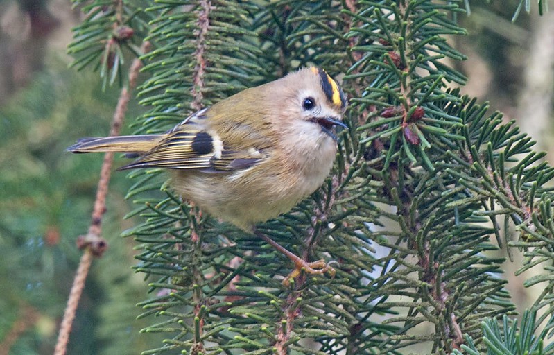 Goldcrest