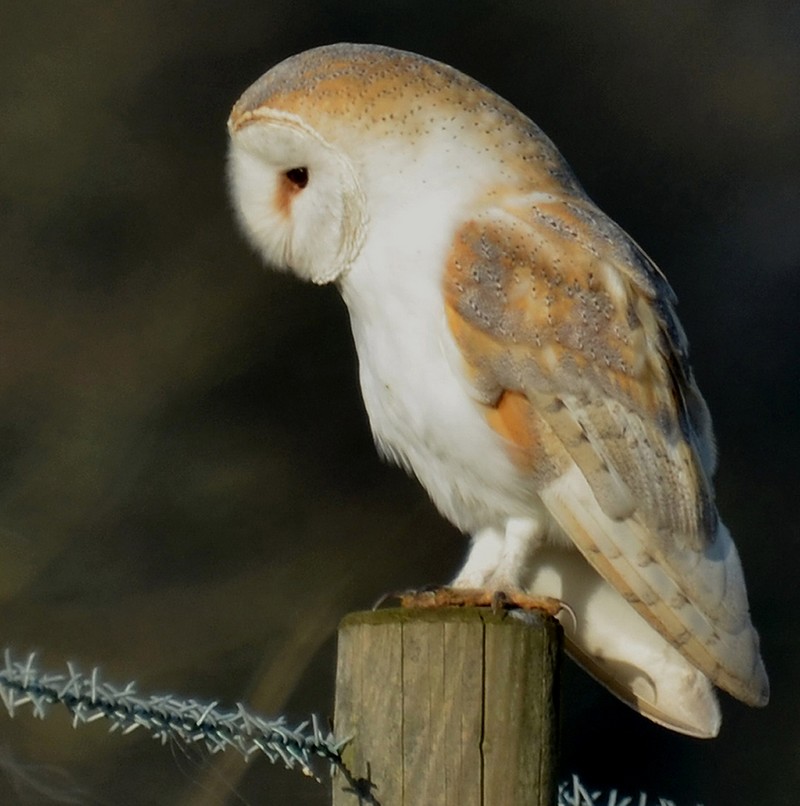Barn Owl