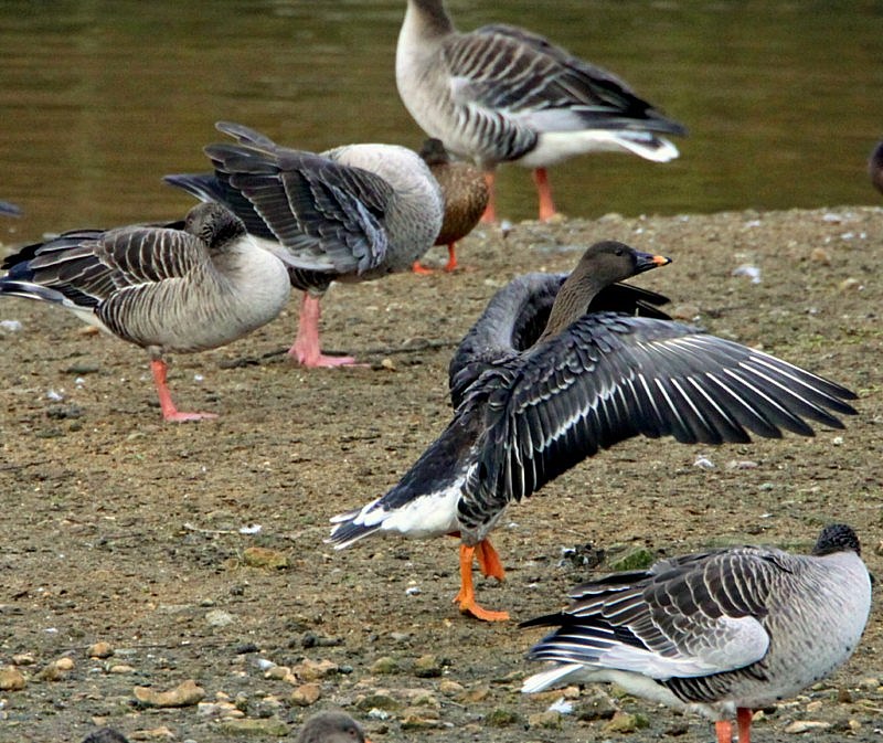 Tundra Bean Goose