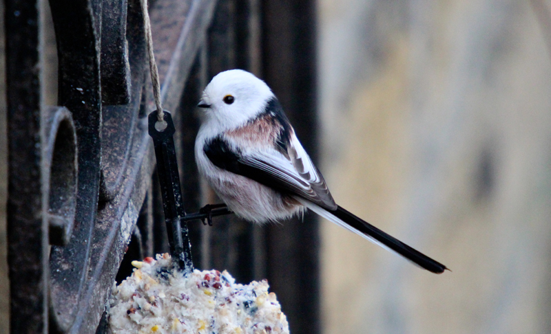 Northern Long-tailed Tit