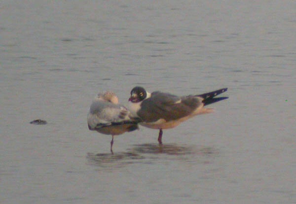 Laughing Gull