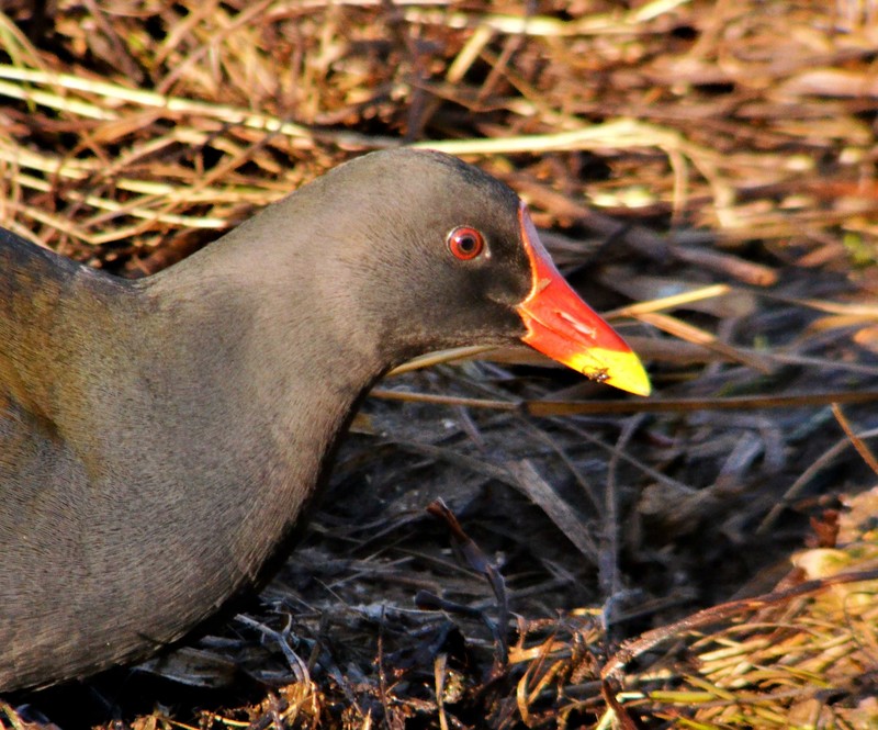 Moorhen