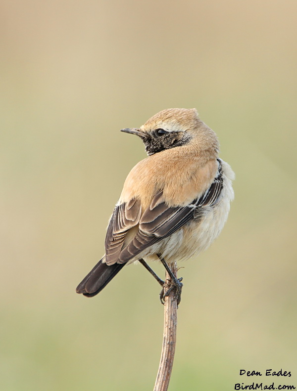 Desert Wheatear
