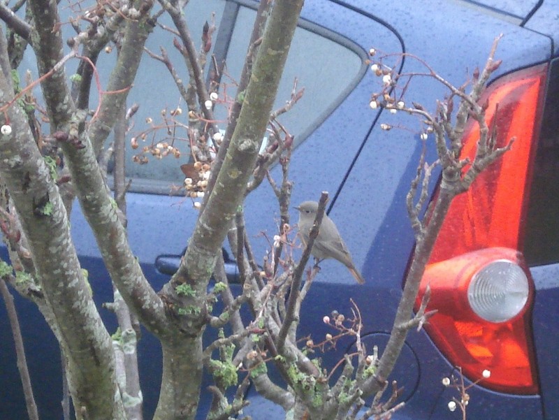 Black Redstart