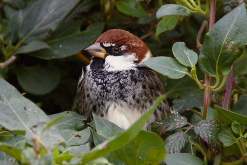 Spanish Sparrow