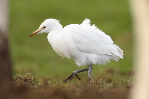 Cattle Egret
