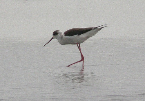 Black-winged Stilt