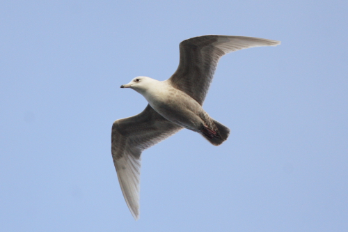Iceland Gull