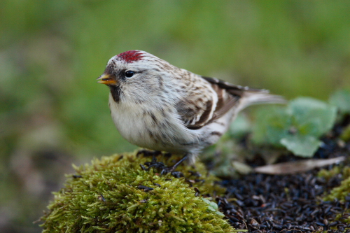 Coues's Arctic Redpoll
