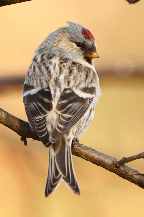Coues's Arctic Redpoll
