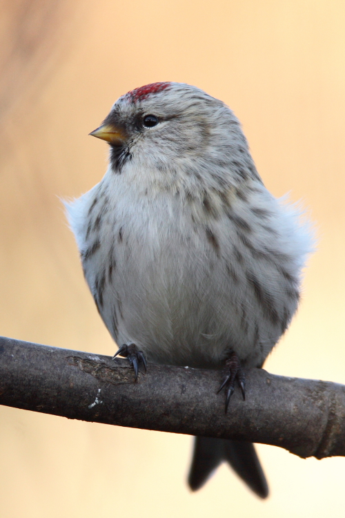 Coues's Arctic Redpoll