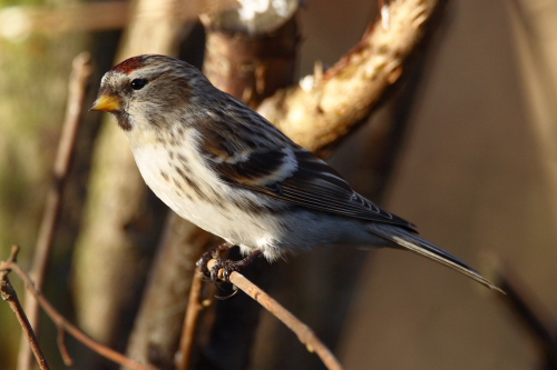 Coues's Arctic Redpoll